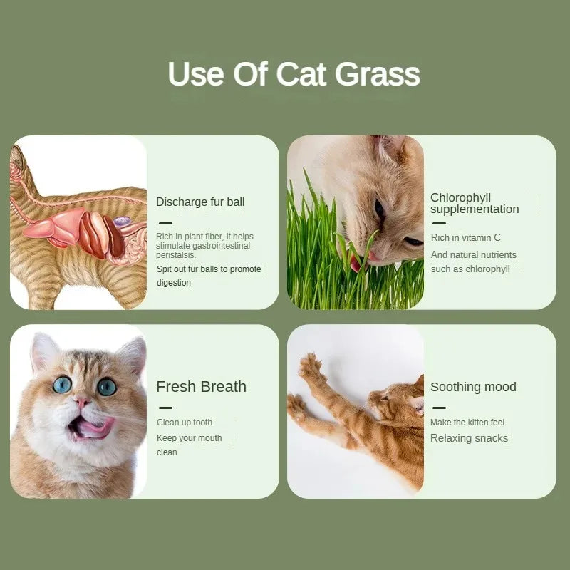 "Cat Grass Hydroponic Planter for Healthy Growth & Digestion"